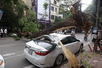 Hà Nội: Cây phượng cổ thụ đổ trúng xe Lexus