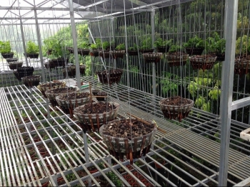 Phú Thọ: Ngủ dậy phát hiện bị trộm nhiều giò lan trị giá hàng tỉ đồng