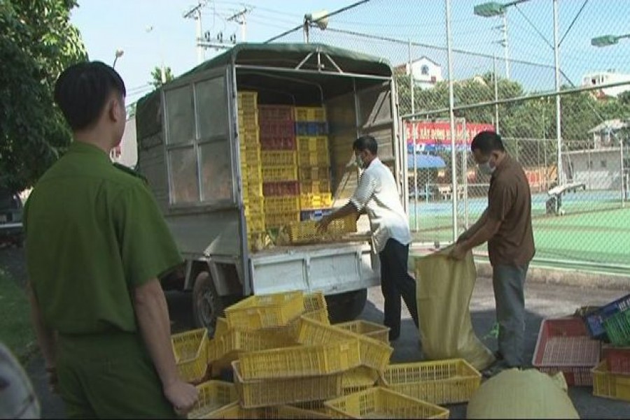 Bắt xe tải chở hàng nghìn vịt giống nhập lậu