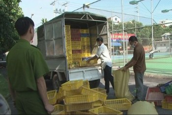 Bắt xe tải chở hàng nghìn vịt giống nhập lậu