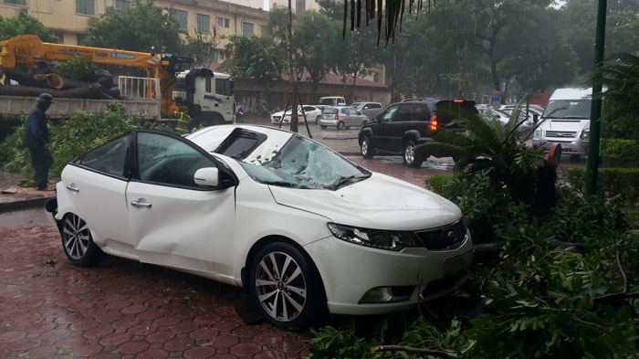 ha noi mua lon cay xanh bat goc de bep oto
