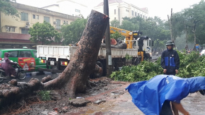 ha noi mua lon cay xanh bat goc de bep oto
