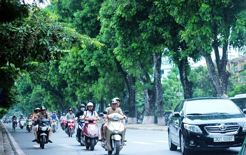 Dịch chuyển 130 cây xanh trên đường Kim Mã trong 45 ngày
