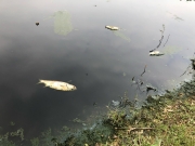 hai nha xe phu tho danh nhau tai ha noi