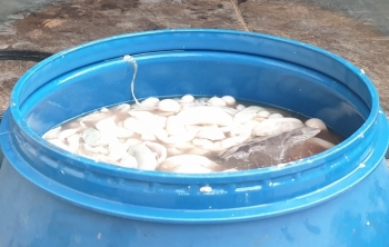 Mang 8 tạ lòng lợn "bẩn" từ Hà Nội lên Lạng Sơn bán kiếm lời