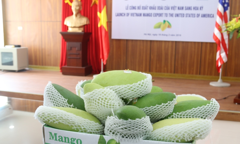 trai xoai viet nam chinh thuc duoc xuat khau vao hoa ky