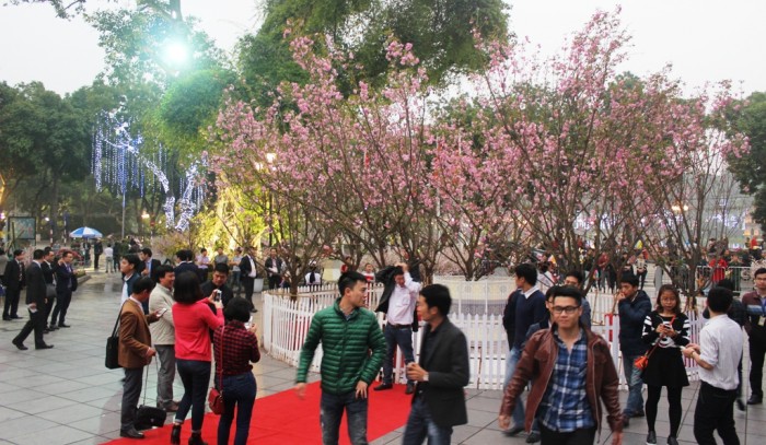 Khám phá văn hóa xứ sở hoa anh đào tại Việt Nam kham pha van hoa xu anh dao tai viet nam