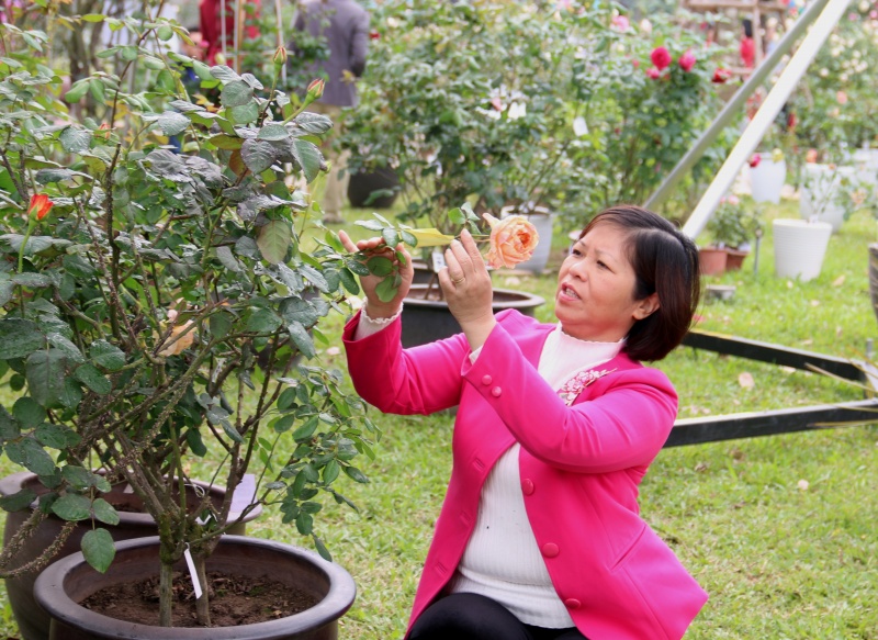 nhung hinh anh chua dep tai le hoi hoa hong