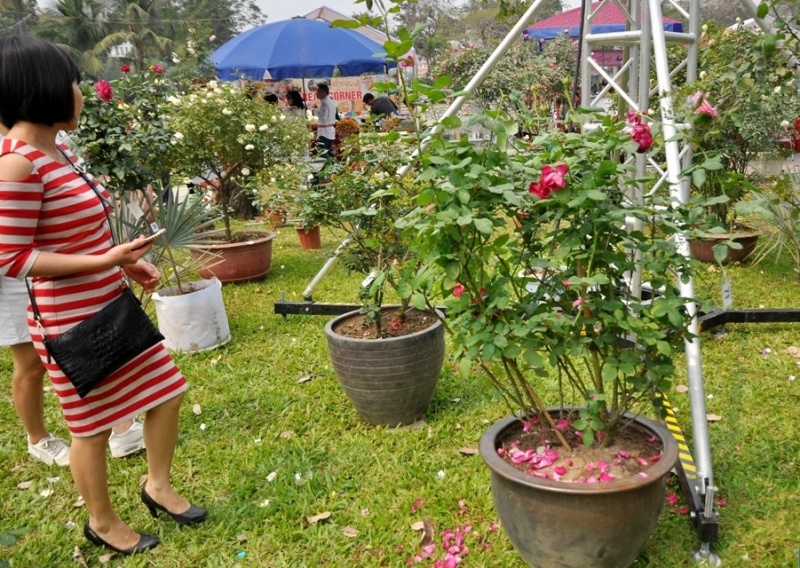 nhung hinh anh chua dep tai le hoi hoa hong