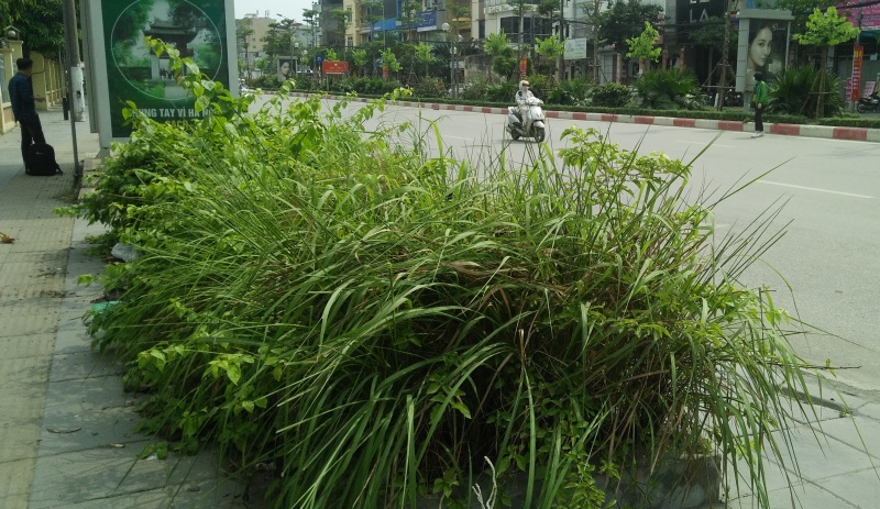 chum anh co moc um tum tren nhieu tuyen pho cua thu do