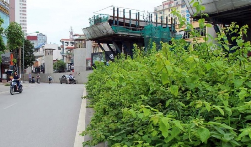 chum anh co moc um tum tren nhieu tuyen pho cua thu do