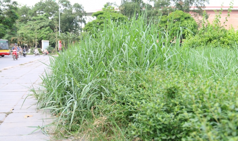 chum anh co moc um tum tren nhieu tuyen pho cua thu do
