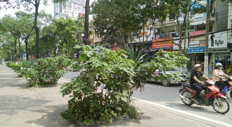 chum anh co moc um tum tren nhieu tuyen pho cua thu do
