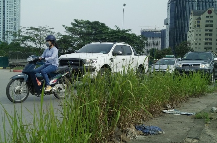 [Chùm ảnh] Cỏ mọc um tùm trên nhiều tuyến phố của Thủ đô