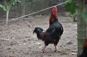 Săn gà "sách đỏ" độc nhất Việt Nam đón Tết