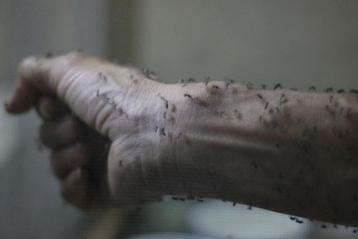 virus zika nguy hiem nhu the nao