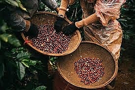 tin kinh te ngay 148 gia lon hoi co xu huong tang manh