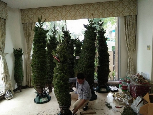 nguoi dan tp hcm lung mua cay thong that don giang sinh