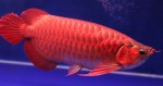 Bắt được cá huyết rồng 