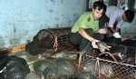 giai cuu 12 ca the te te chuan bi len ban nhau