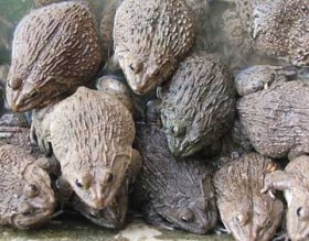 Tuồn ếch và cá quả lậu từ Trung Quốc về các nhà hàng hải sản