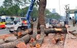 ha noi co nhung pho nen bo bot cay
