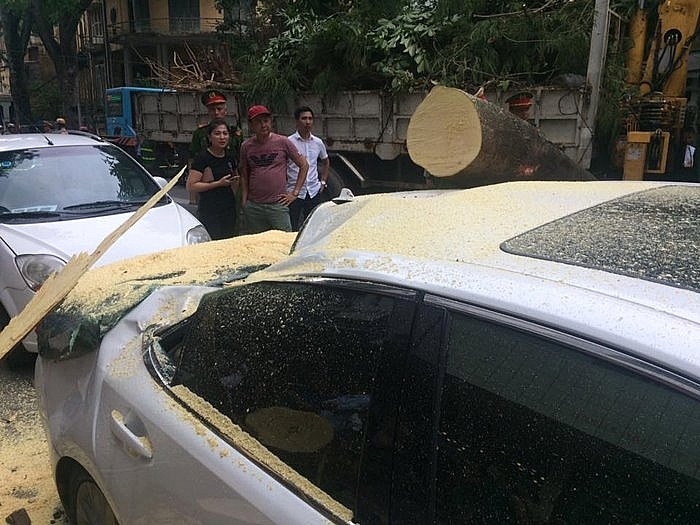 ha noi cay phuong co thu do trung xe lexus