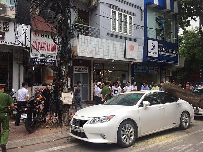 ha noi cay phuong co thu do trung xe lexus