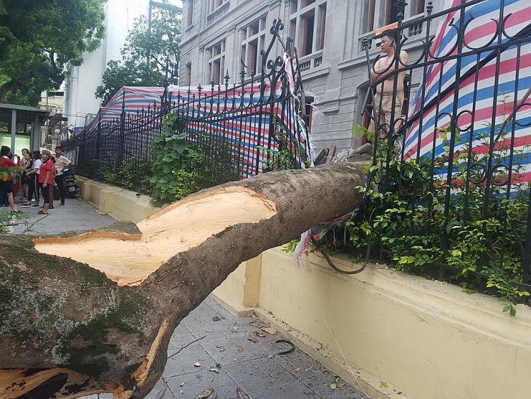 Hà Nội: Cây đổ đè trúng 2 xe máy, 5 người nhập viện