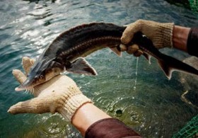 Một chút sự thật về cá tầm nhập lậu