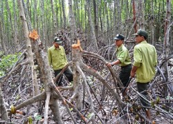 Vườn quốc gia Mũi Cà Mau: Rừng đước &quot;kêu cứu&#8221;