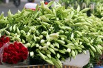 Nhớ loa kèn tháng Tư