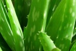 Những bài thuốc chữa đau dạ dày theo kinh nghiệm dân gian