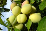 Công dụng của quả mơ với sức khỏe