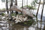 Lũ lên nhanh, An Giang ban bố tình trạng lũ khẩn cấp