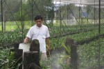 chau lan co gia khung nhat sai thanh