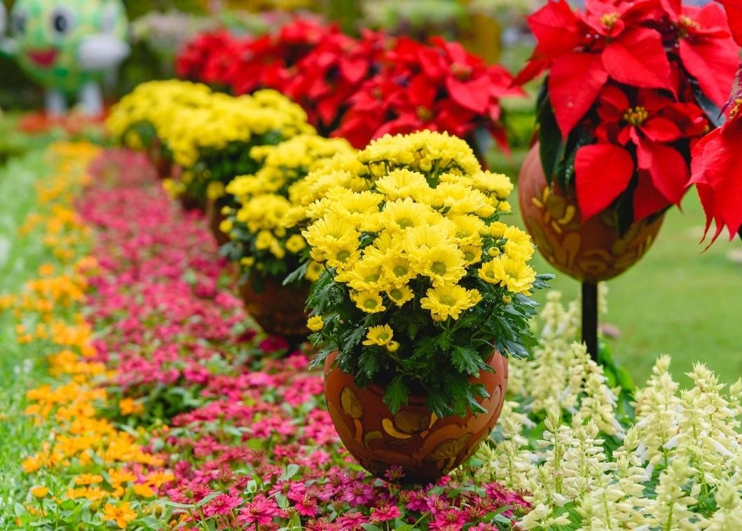 Đến Tây Ninh ngắm hoa tulip nở rực rỡ trên đỉnh núi Bà Đen Tết Nhâm Dần