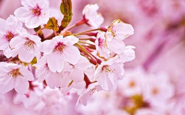 Tử vi 12 con giáp ngày 9/2/2022: Tuổi Dần quý nhân giúp đỡ, tuổi Dậu dễ cáu gắt