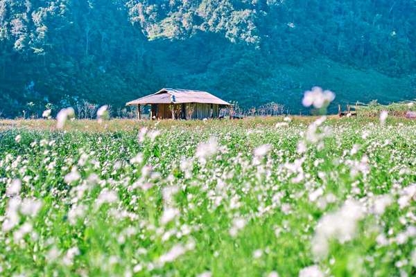 Tử vi 12 con giáp ngày 9/3/2022: Tuổi Tuất gặp nhiều ngáng trở, tuổi Mão công việc thăng trầm