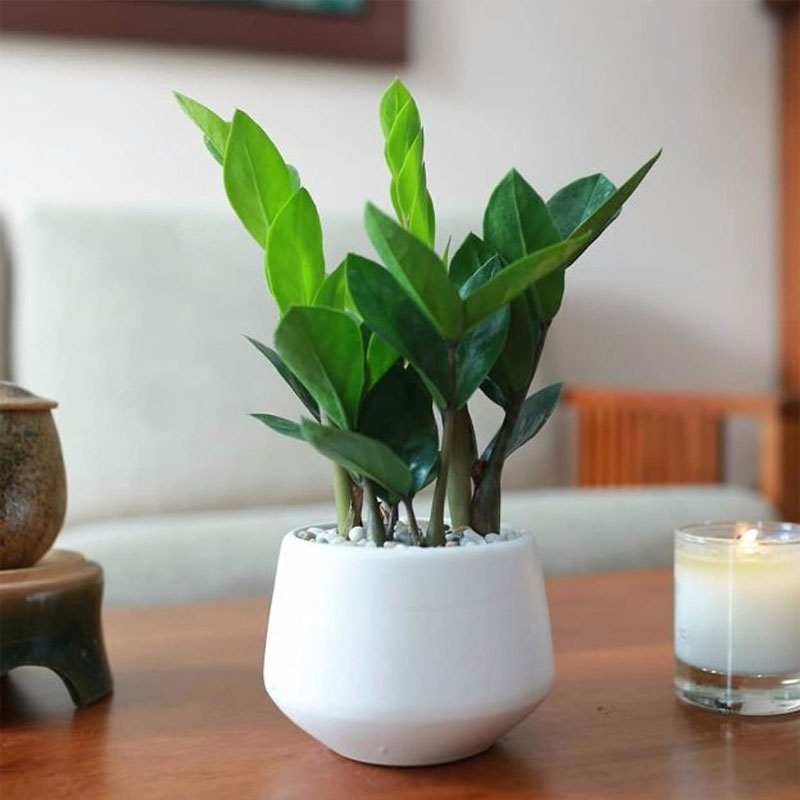 Những cây trồng phong thủy đem lại may mắn tài tộc cho người tuổi Tý