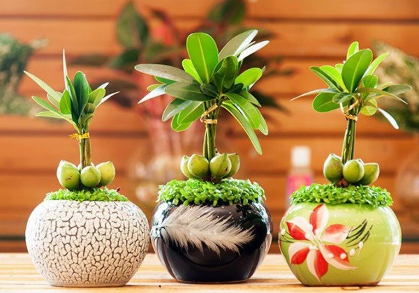 Những cây trồng phong thủy đem lại may mắn tài tộc cho người tuổi Tý