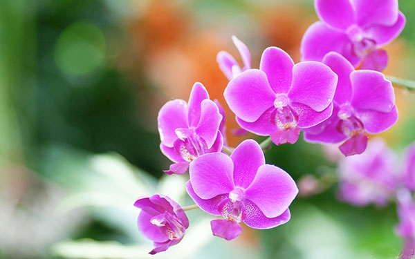 Tử vi tuần mới 18-24/4/2022: Tuổi Tý gặp may mắn, Tuổi Mùi cần phải thận trọng hơn trong việc làm ăn