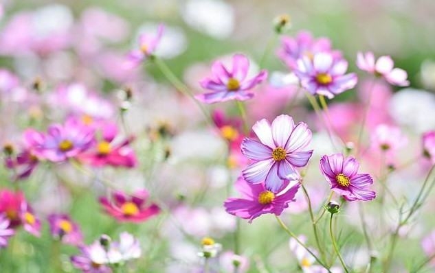 Tử vi tuần mới 18-24/4/2022: Tuổi Tý gặp may mắn, Tuổi Mùi cần phải thận trọng hơn trong việc làm ăn