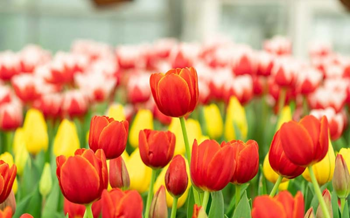 Tử vi 12 con giáp ngày 19/05/2022: Tuổi Tý tiểu nhân đeo bám, tuổi Dần ấm êm hạnh phúc