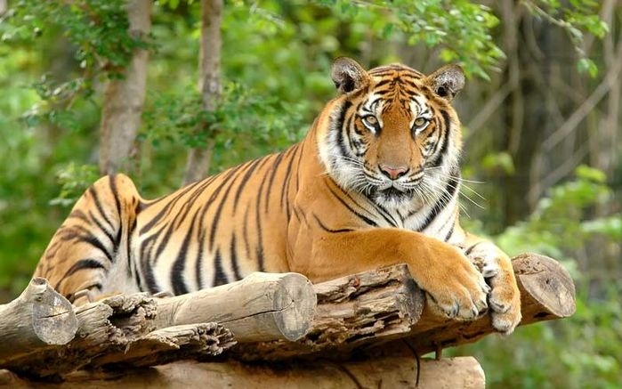 Tử vi 12 con giáp ngày 5/8: Tuổi Dậu đừng quá tự kiêu
