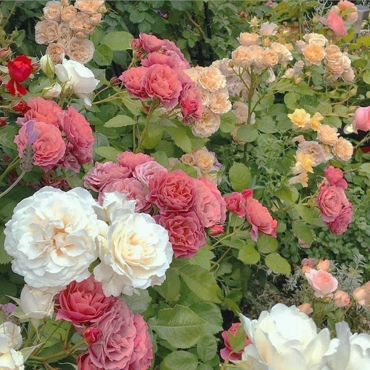 undefined Tử vi 12 con giáp ngày 15/10/2022: