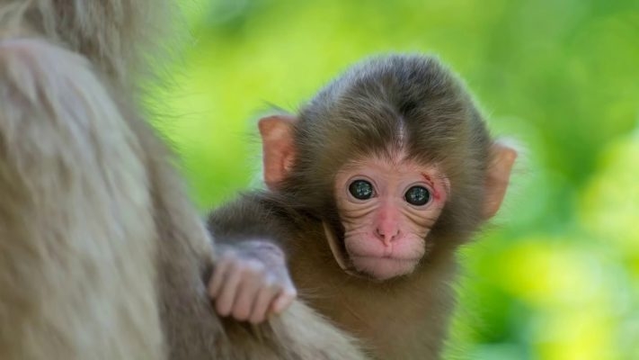 Tử vi 12 con giáp ngày 21/9: Tuổi Thân tài chính đi lên, tuổi Sửu gặp nhiều bất lợi