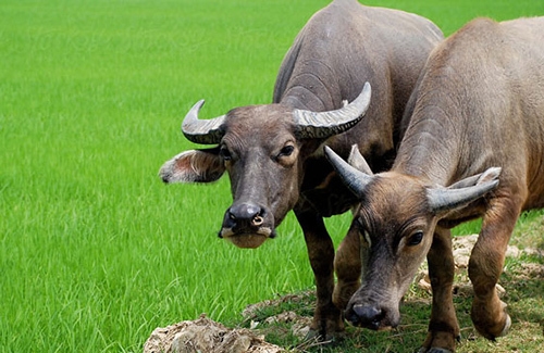 3 con giáp gặp nhiều trắc trở trong nửa cuối tháng 9