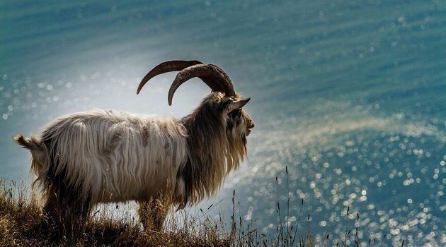 Tử vi 12 con giáp ngày 6/10: Tuổi Dần dễ hao tài tốn của, tuổi Mùi công việc thuận lợi