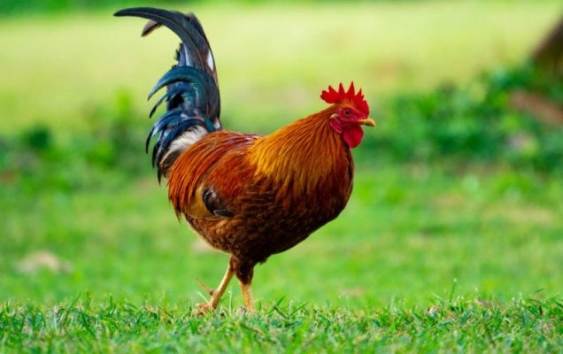 Tử vi 12 con giáp ngày 14/10: